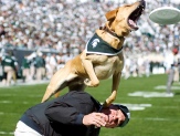 Zeke the Wonder Dog leaps off trainer Jim Foley's back Saturday at Spartan Stadium. The Spartans went on to defeat the Illinois Fighting Illini, 26-6, in their Homecoming game. Matt Radick/The State News